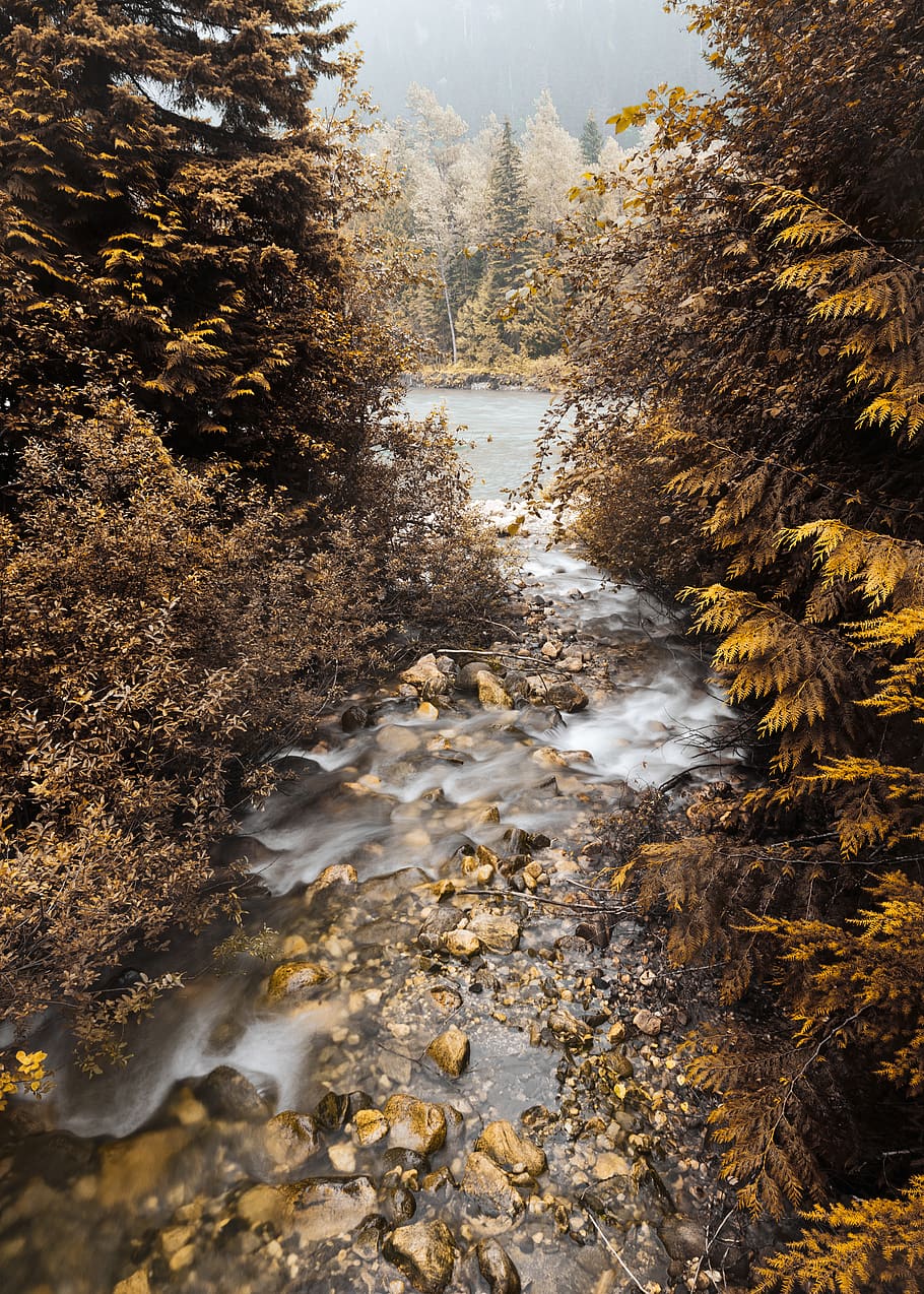 long exposure photography of body of water surrounded with trees, HD wallpaper