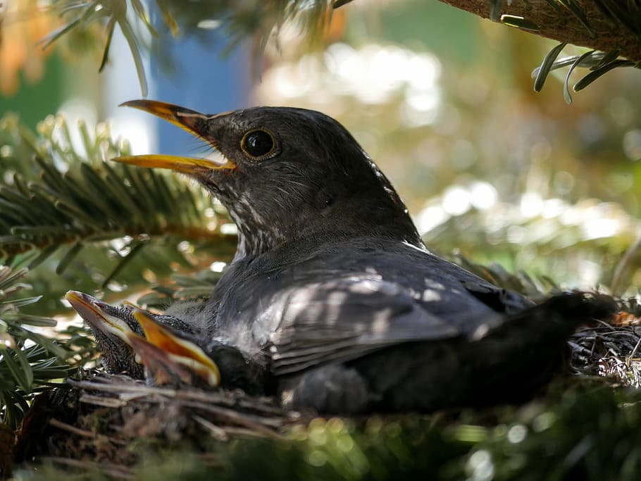 animals, bird, nature, blackbird, nest, breed, hatching, bird breeding HD wallpaper