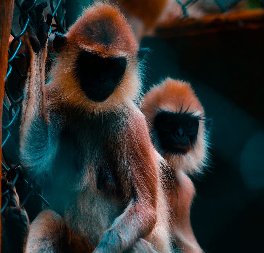 Two Black-and-brown Monkeys Photo, animal park, animal photography