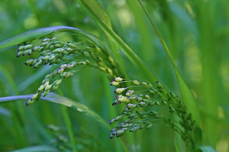 grasses, green, meadow, background, plant, growth, green color HD wallpaper