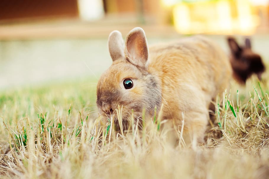 rabbit, nature, animal, hare, bunny, mammal, outdoor, grass, HD wallpaper