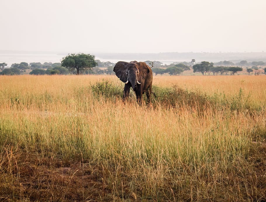 elephant on brown grass field, nature, grassland, outdoors, savanna HD wallpaper