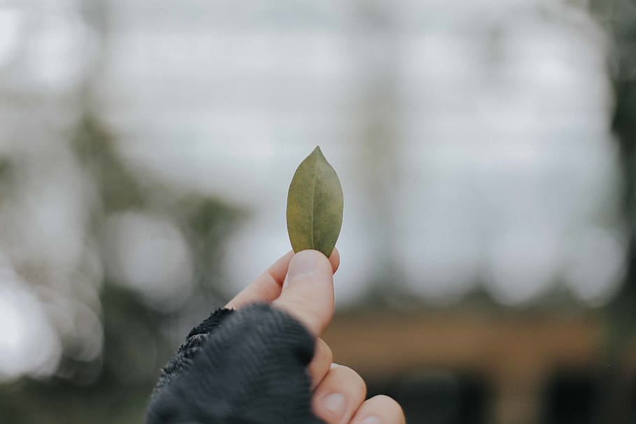 person holding brown leaf, human hand, one person, human body part HD wallpaper