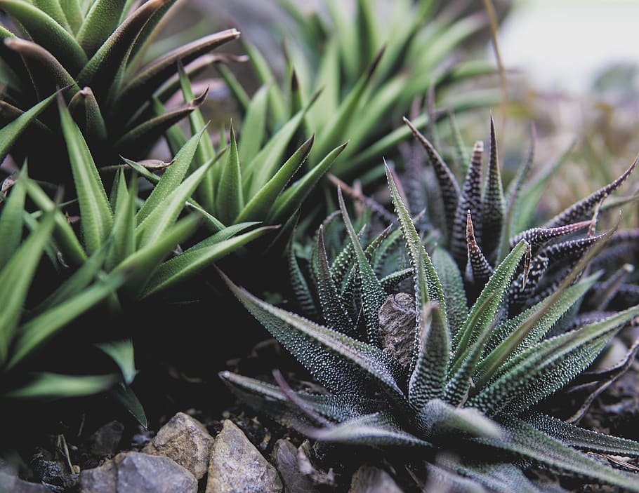 succulent, cactus, green, botanical, nature, plants, abstract HD wallpaper