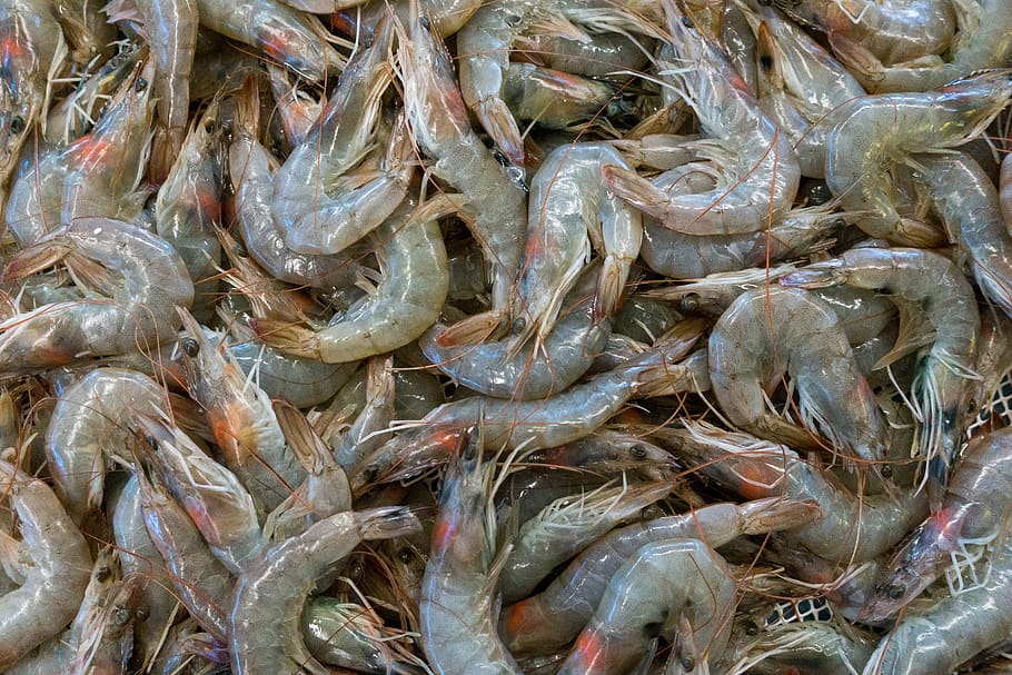 portugal, cascais, fish, prawn, shrimp, fresh, food, eat, fishermen, HD wallpaper