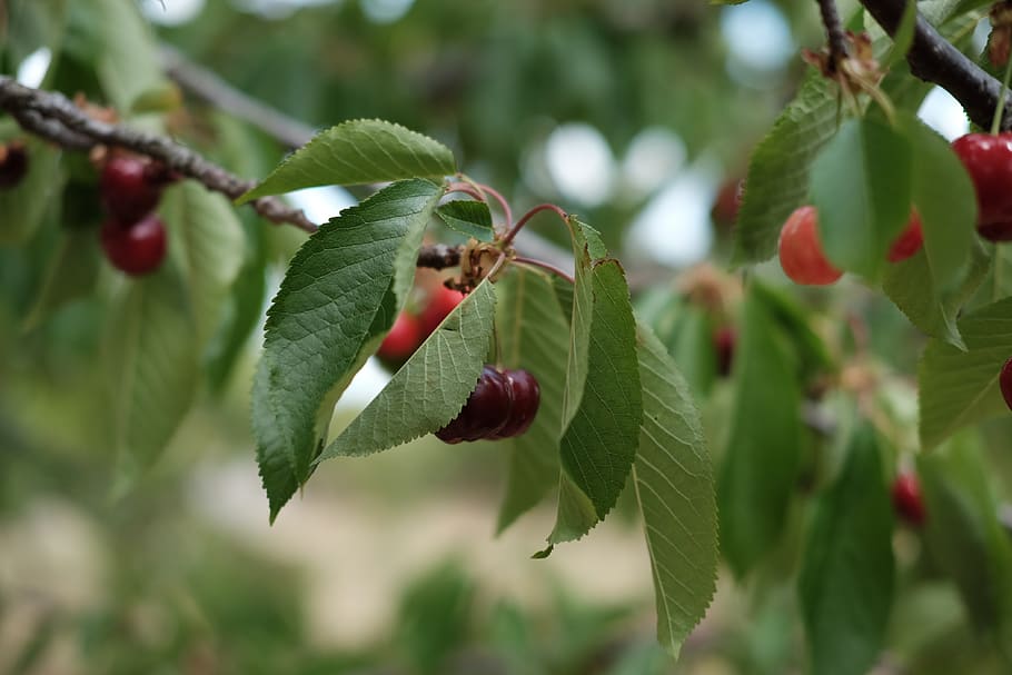 cherries, cherry, fruit, fruits, macro, plant, tree, nature HD wallpaper