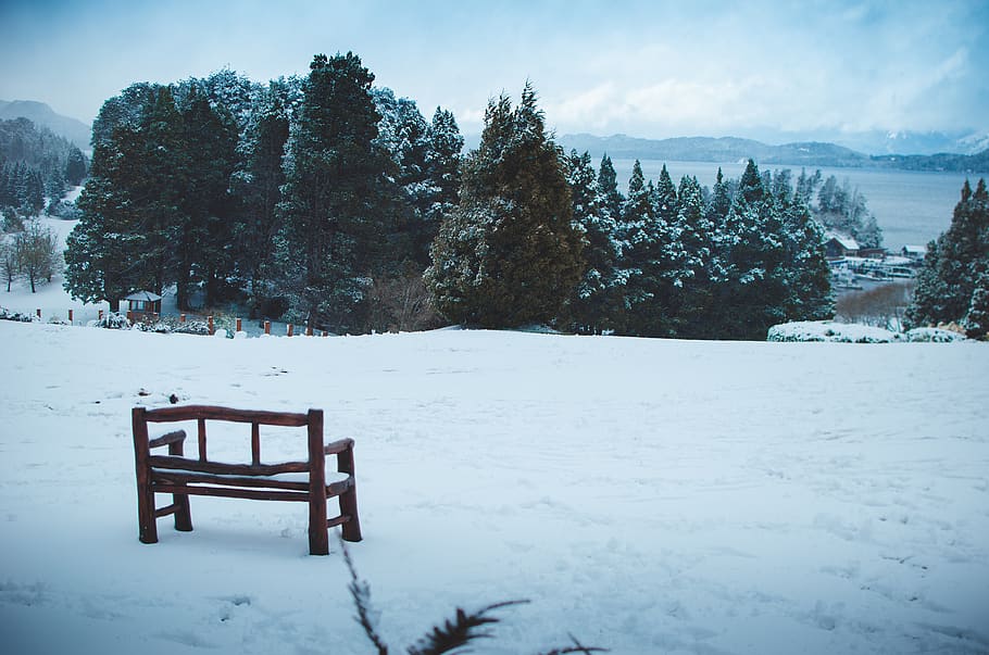 Wooden Bench on Snow Field Under Blue Sky, cold, evergreen, forest HD wallpaper