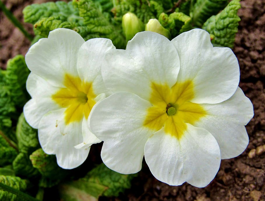 spring, white, nature, flowers, garden key flowers, yellow HD wallpaper