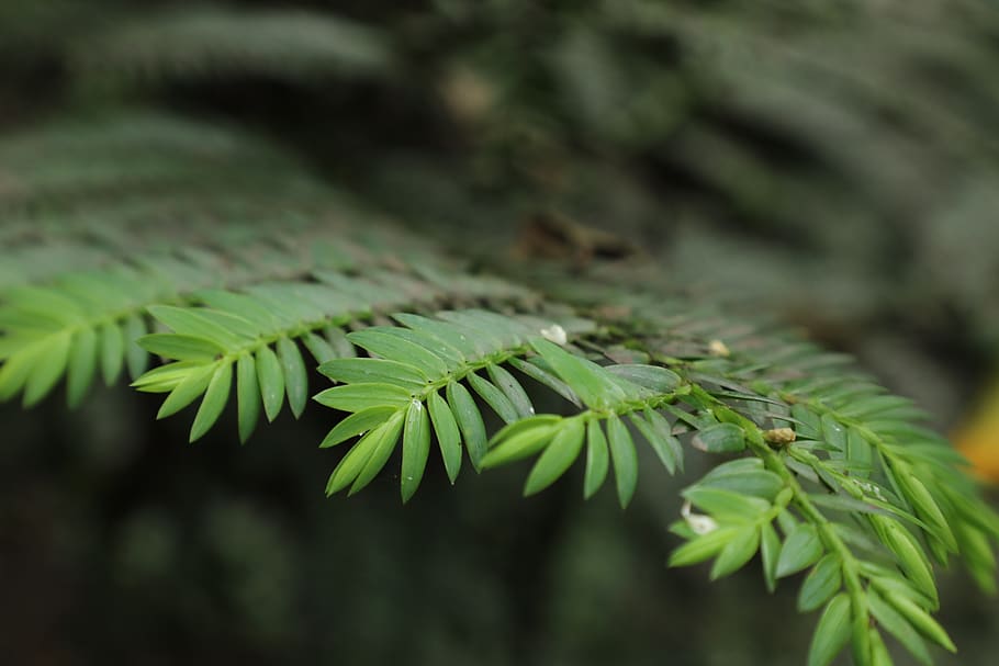 pine, forest, nature, texture, green, plant, green color, growth HD wallpaper