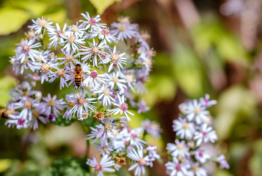 bee, insect, nature, pollen, nectar, bloom, flower, animal HD wallpaper