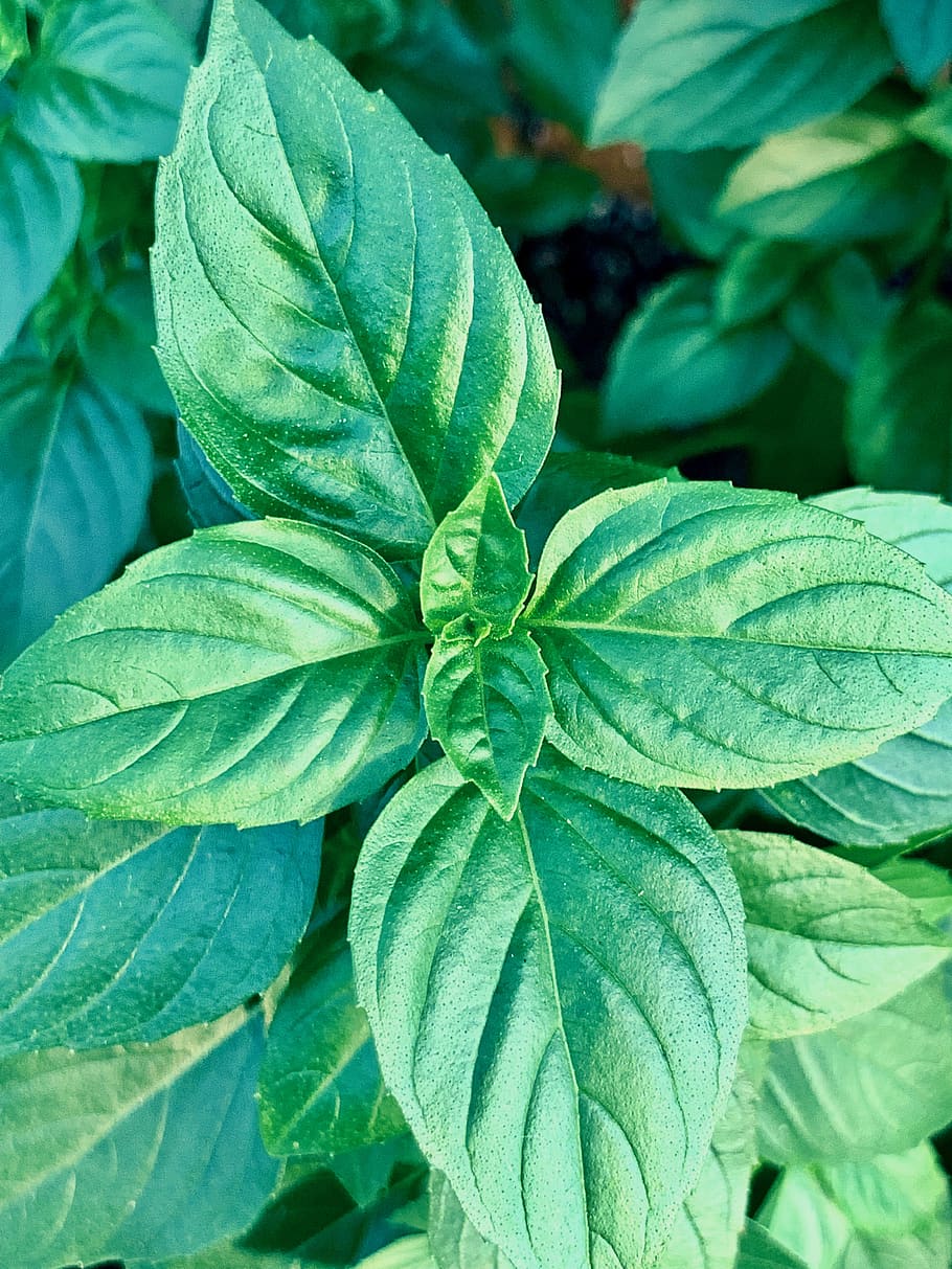 Green Leaves, close-up, color, colour, environment, flora, fresh HD wallpaper