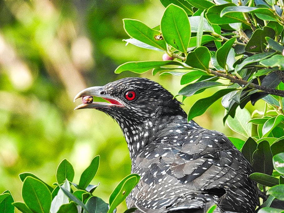 bird, vertebrate, animal themes, one animal, animals in the wild HD wallpaper