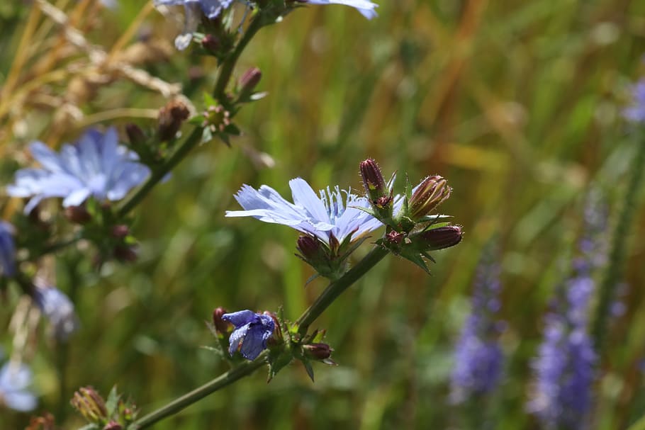 chicory, summer, grass, flowers, field, flowering plant, fragility HD wallpaper