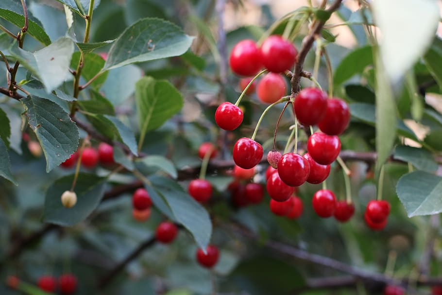fruit, cherries, red, sweet, delicious, food, vitamins, summer HD wallpaper