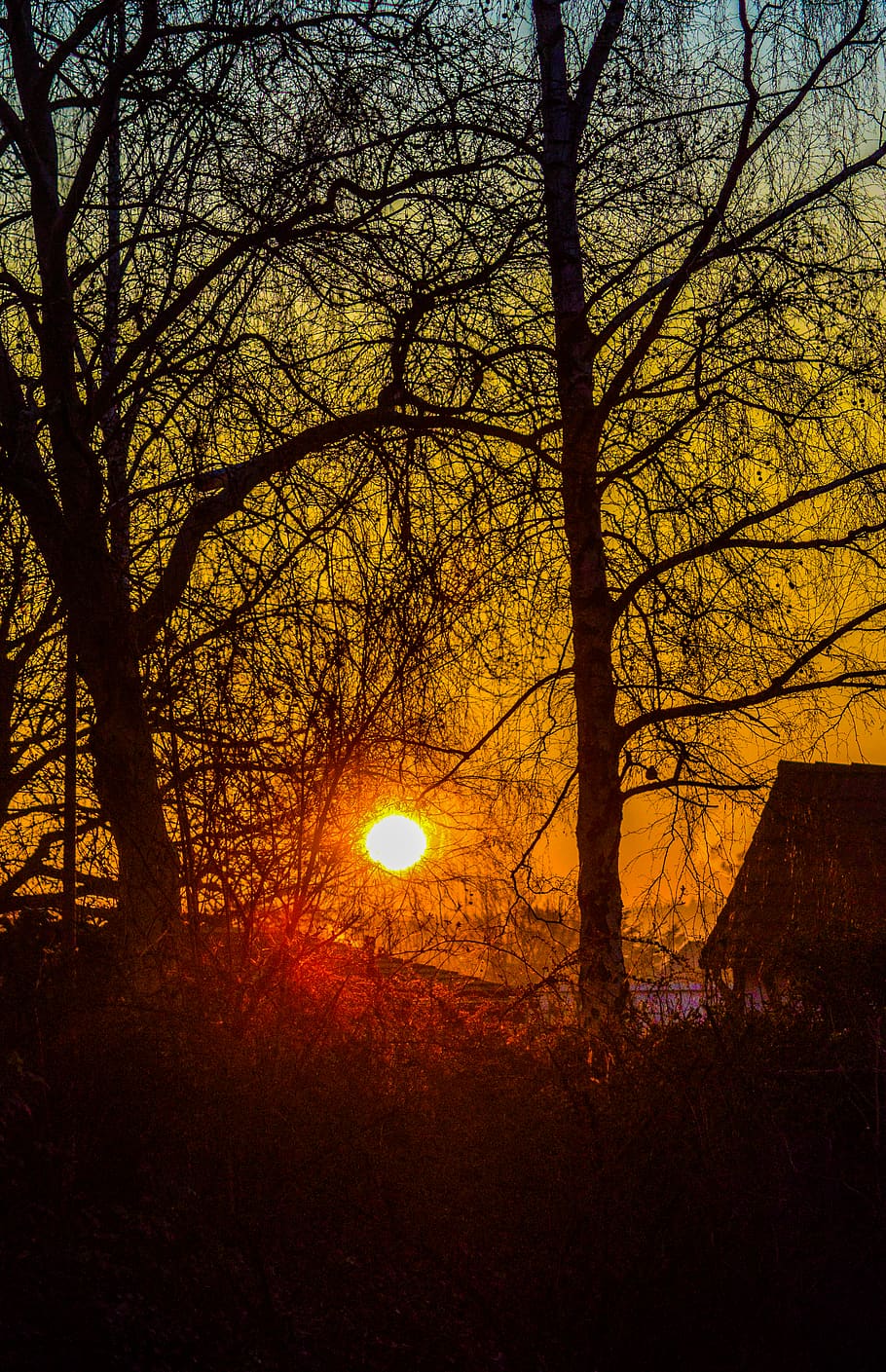 flare, light, sunlight, nature, outdoors, sky, plant, tree HD wallpaper