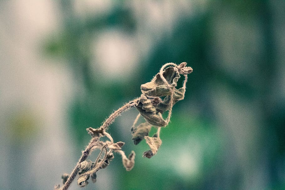 Withered Flower, blur, close-up, dry, dry leaf, dying, flora HD wallpaper
