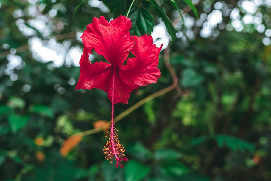 Selective Focus Photography of Red Hibiscus Flower, bloom, blossom HD wallpaper