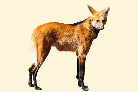 animal world, predator, wild, wolf, maned wolf, fox-like, isolated HD wallpaper