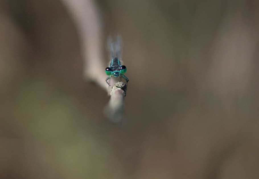 dragonfly, blue, insecta, nature, animal, animal themes, close-up HD wallpaper