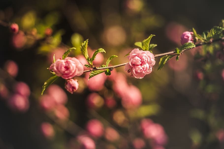 plant, flower, flowering plant, beauty in nature, growth, freshness HD wallpaper