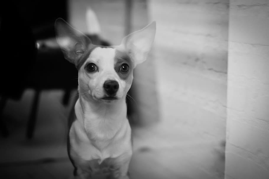 window, lust, dog, watching, adoptiondog, longing, domestic animals HD wallpaper