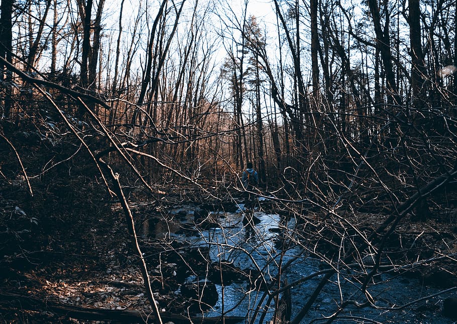 trees, river, lake, forest, hd, trace, woods, rocks, beautoful HD wallpaper
