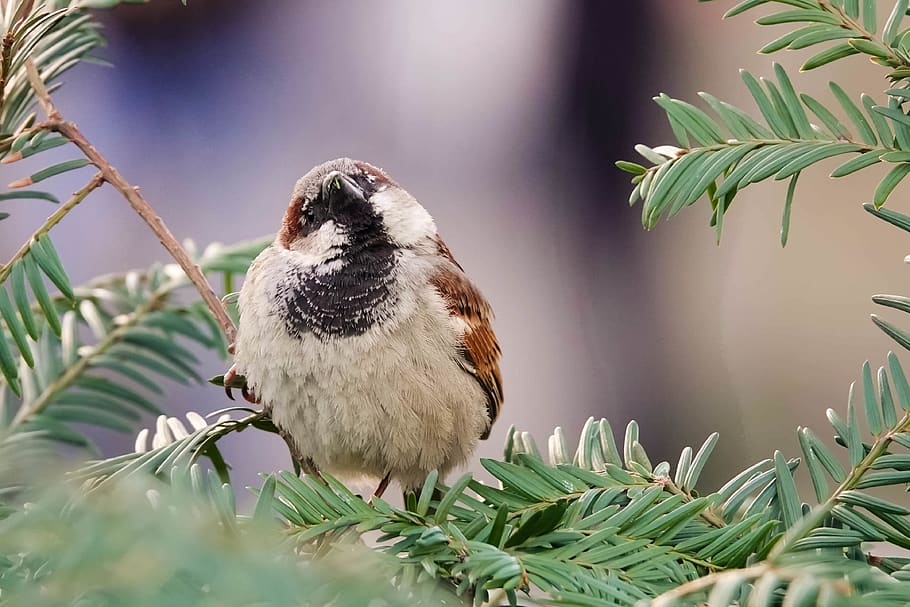 sparrow, bird, nature, spring, passer, vertebrate, animal themes HD wallpaper