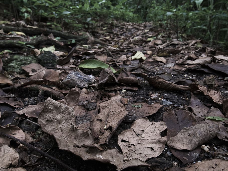 ground, leaf, plant, soil, animal, turtle, sea life, reptile HD wallpaper
