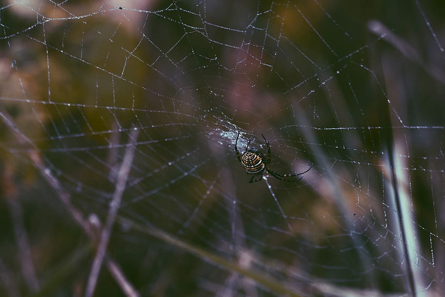 A spider in his web., spider web, fall, autumn, invertebrate, HD wallpaper