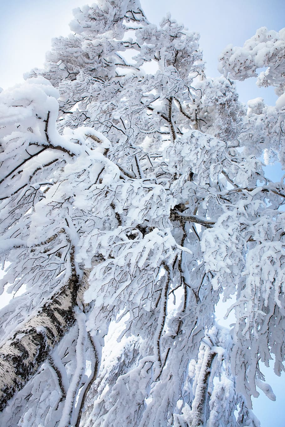 tree, winter, wintertime, outdoor, closeup, cold, snowy, natural HD wallpaper