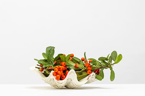currants in shell, studio shot, vegetable, food and drink, white background HD wallpaper