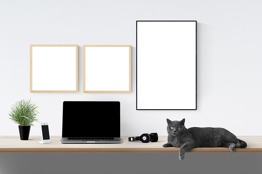 poster, frame, laptop, cat, plant, technology, indoors, computer, HD wallpaper