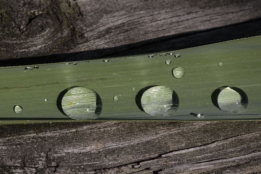 herb, raindrops, nature, green, dew, wet, water, non, plants HD wallpaper
