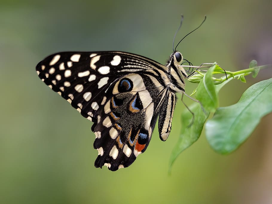 black butterfly perching on leaf, animal themes, animal wildlife HD wallpaper