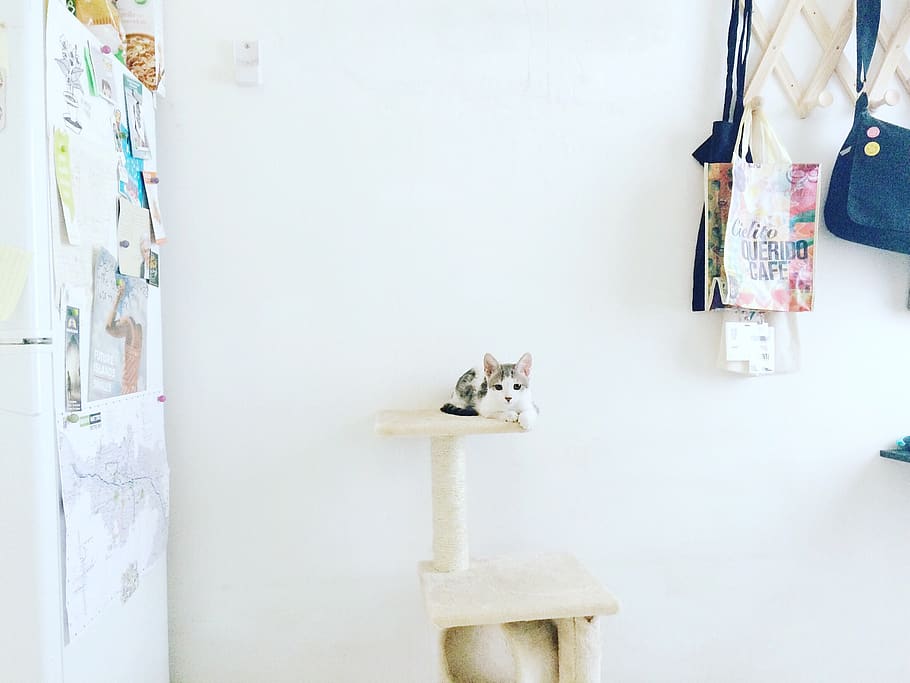 mexico, mexicali, domestic, pets, mammal, domestic animals HD wallpaper