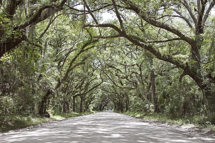 costal, forest, path, road, tree, plant, direction, the way forward HD wallpaper