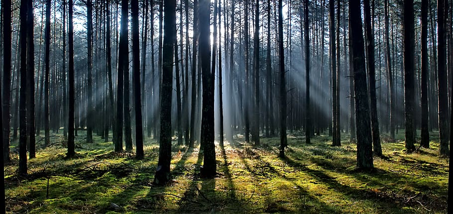 morning, tree, forest, land, plant, woodland, trunk, tree trunk HD wallpaper