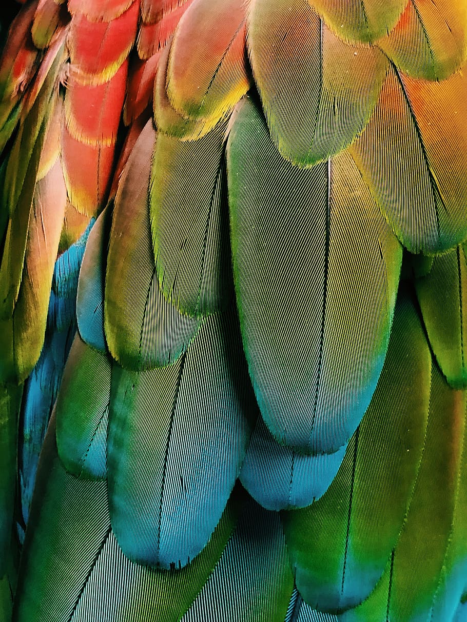 green and blue feathers, animal, corpus christi, 8501 s staples st, HD wallpaper