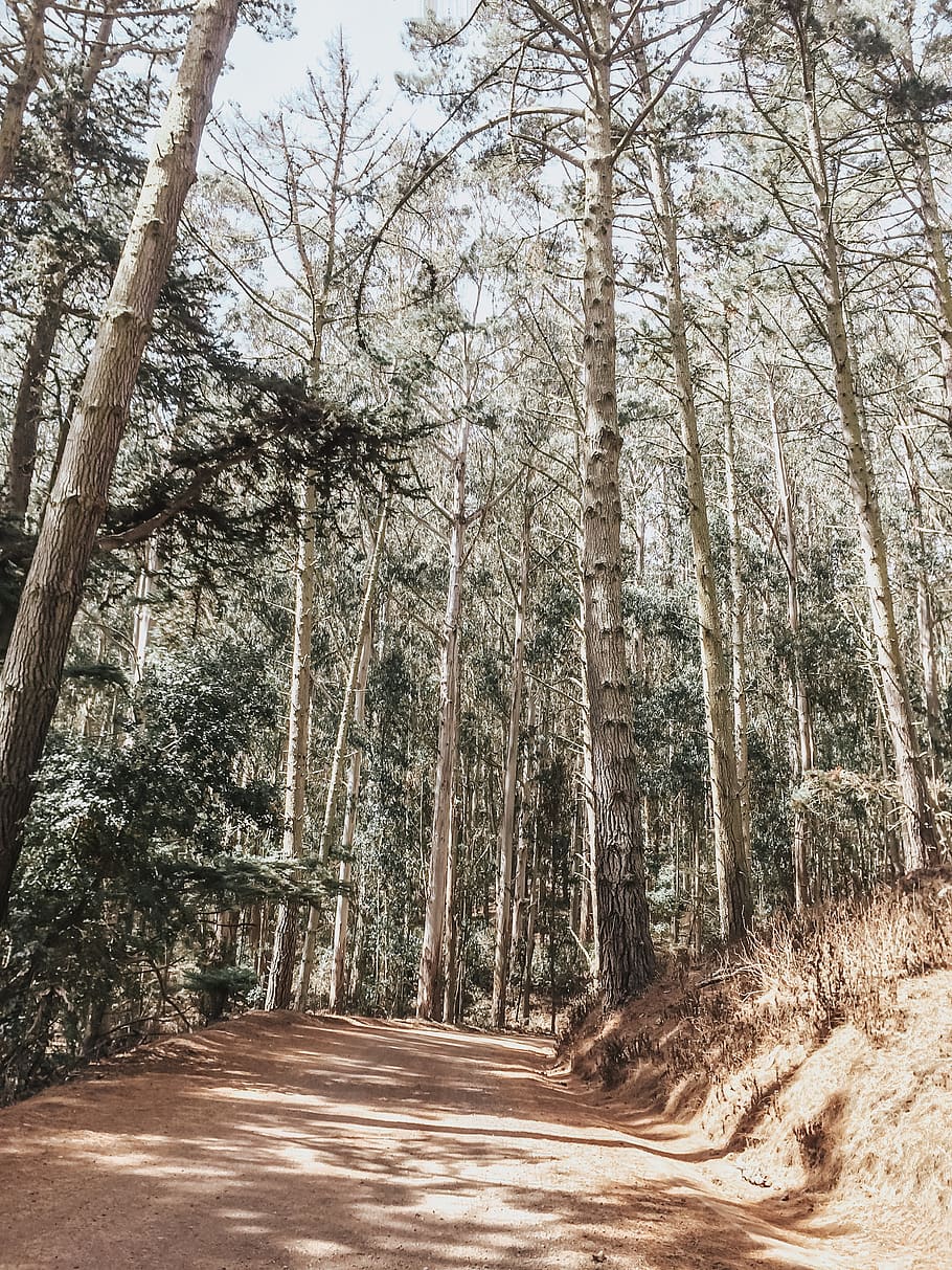 Pathway Surrounded With Trees, daylight, environment, landscape HD wallpaper