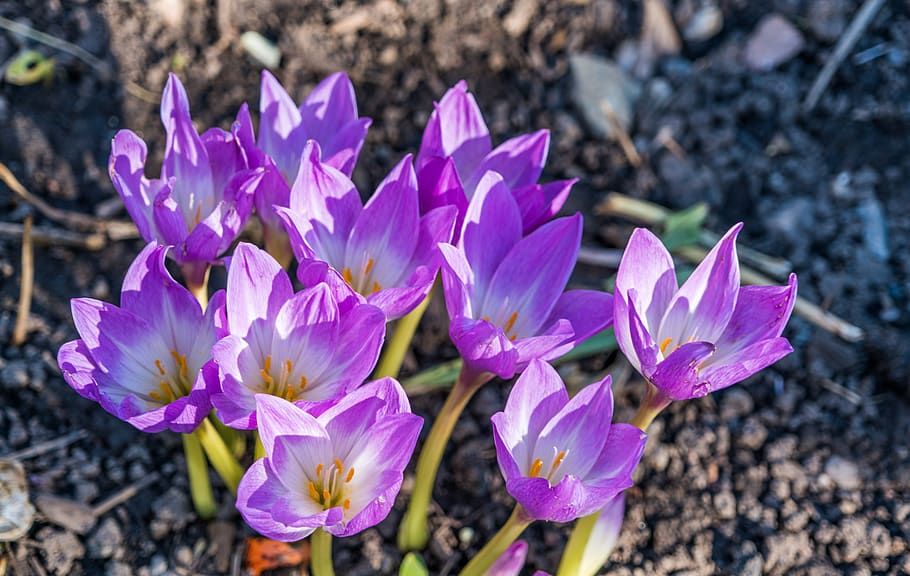 Purple Flowers, bloom, blossom, crocus, flora, ground, petals HD wallpaper