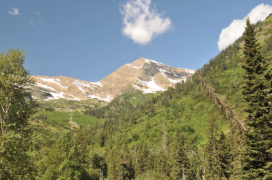 Green Trees, adventure, conifer, daylight, environment, evergreen HD wallpaper