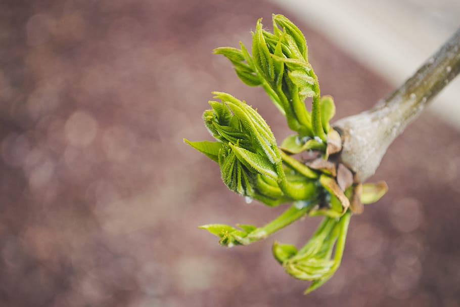 Selective Focus Photography of Plant, blur, branch, close-up HD wallpaper