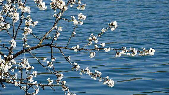 landscape, nature, tree, river, water, flowers, aesthetic, branches HD wallpaper