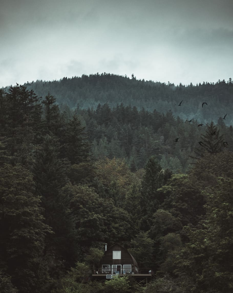 black house surrounded with trees, plant, abies, fir, conifer HD wallpaper