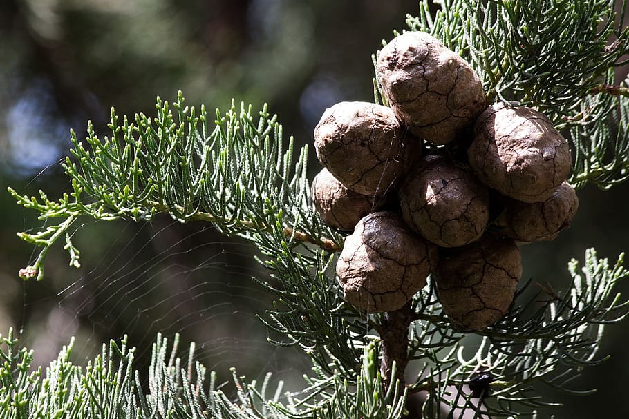 tree, plant, cypress, green, nature, closeup, food and drink HD wallpaper