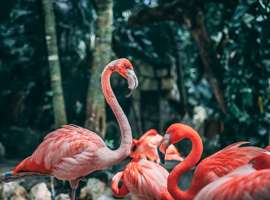 pink flamingo, bird, animal themes, vertebrate, animal wildlife HD wallpaper