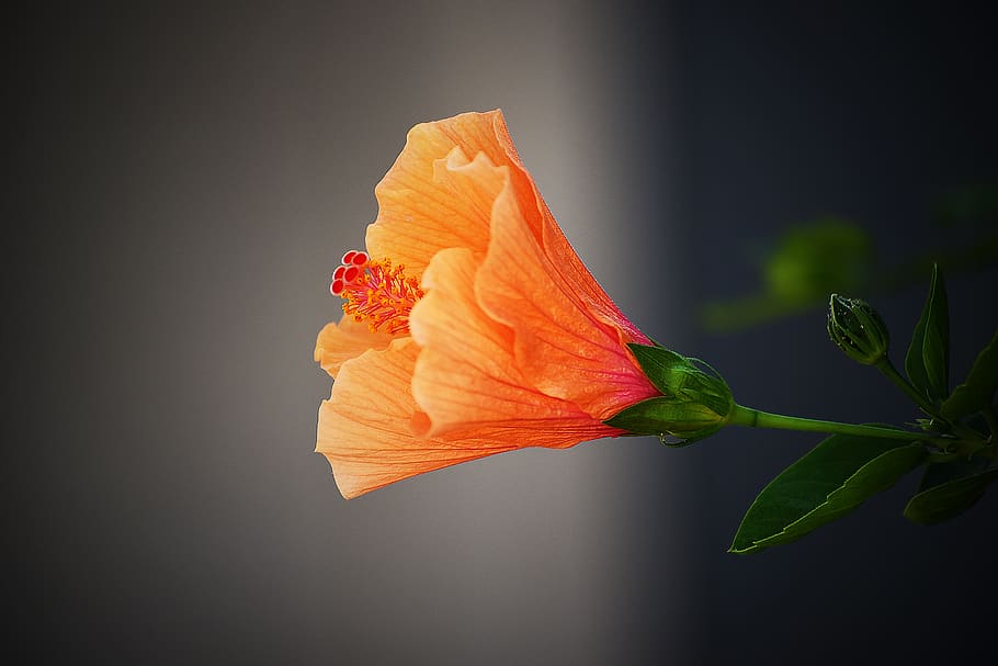 nature, flower, flora, leaf, summer, desktop, beautiful, color HD wallpaper