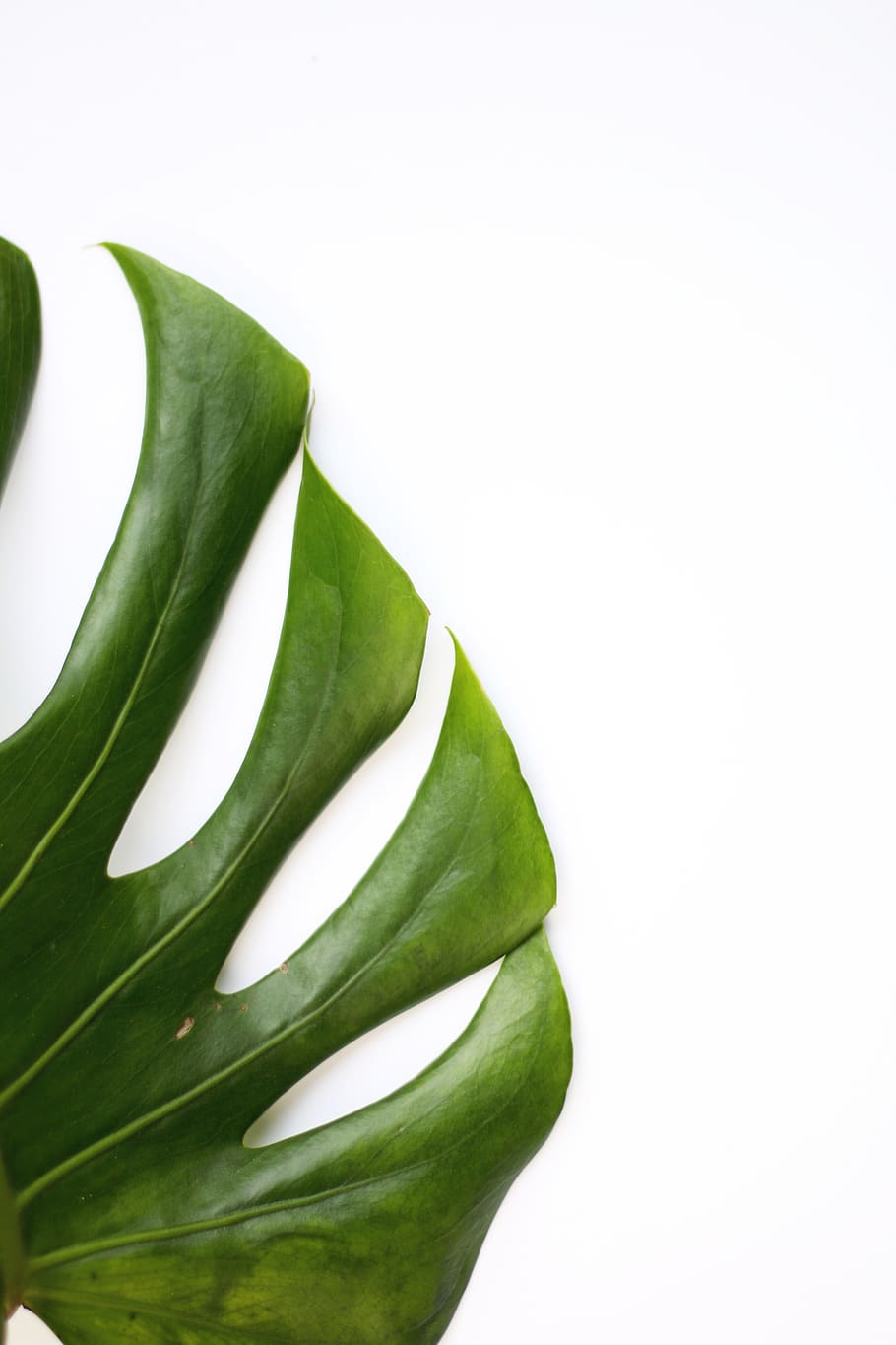 green leaf on white surface, plant, summer, spring, white flatlay HD wallpaper