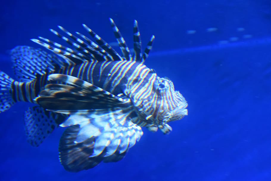 united states, denver, fish, sea, underwater, animal wildlife HD wallpaper