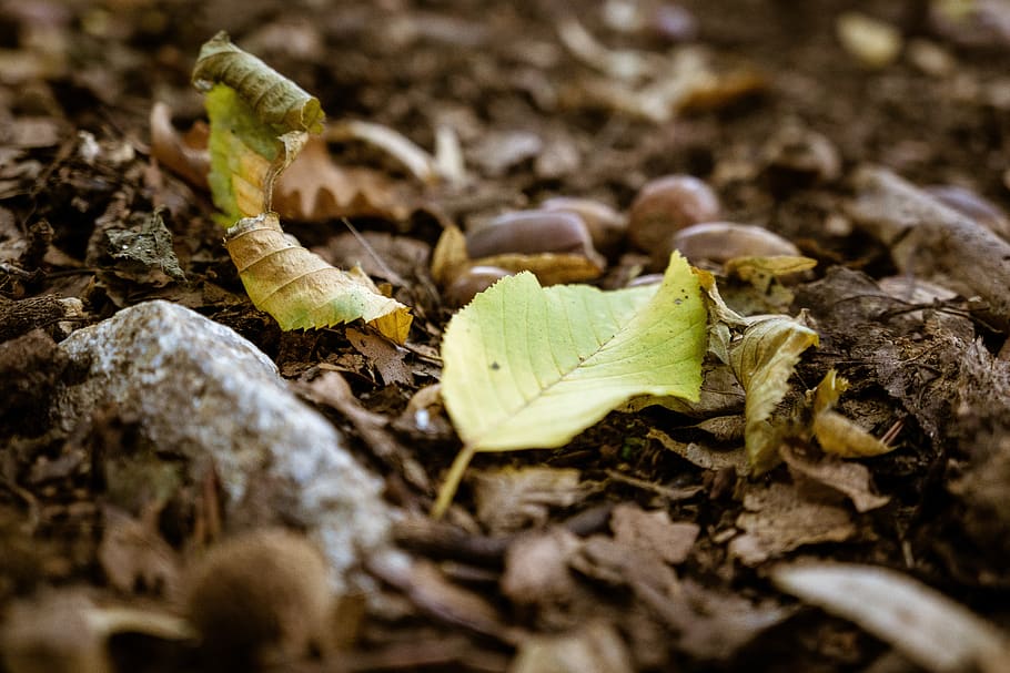 autumn, leaf, leaves, forest, fall foliage, maple, fall color HD wallpaper